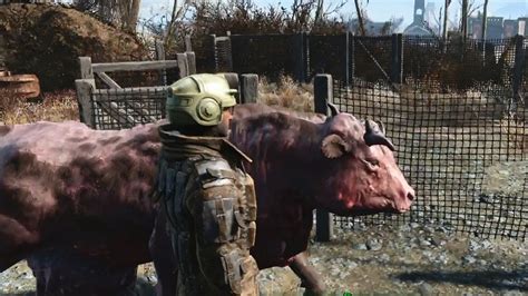 what do brahmin fallout 4.